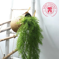 NEW 105cm Simulated Leaf Feel Pine Needle Wall Hanging Rattan Simulated Flower Micro Landscape Plant Wall Home Decoration - Buy online at  Vibe In Cart.