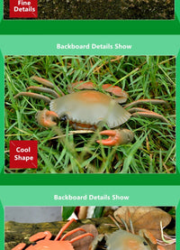 Smart Intelligent RC Robot crab Toy With eye flash light simulation sound crab Model Toy high simulation crab design classic toy