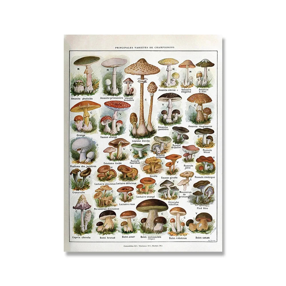 Vintage Adolphe Millot Encyclopedia Posters and Prints Botanical Mushrooms Herbs Flowers Insect Canvas Paintings Wall Art Decor - Buy online at  Vibe In Cart.