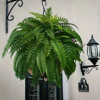 Realistic Boston Ferns 57cm/67cm Artificial Boston Fern Plants 38 Leaves UV Resistant Fake Ferns Greenery for Door Porch Decors - Buy online at  Vibe In Cart.