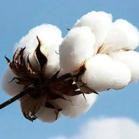 Kangaroo Pocket Fleece Hoodie with Letter Pattern Back Print 2025 Autumn Winter New Men's Women's Styles New Pure Cotton Hoodie - Buy online at  Vibe In Cart.