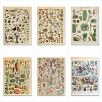 Vintage Adolphe Millot Encyclopedia Posters and Prints Botanical Mushrooms Herbs Flowers Insect Canvas Paintings Wall Art Decor - Buy online at  Vibe In Cart.