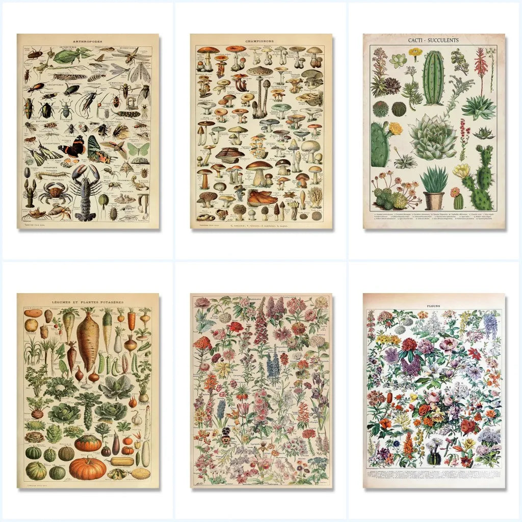 Vintage Adolphe Millot Encyclopedia Posters and Prints Botanical Mushrooms Herbs Flowers Insect Canvas Paintings Wall Art Decor - Buy online at  Vibe In Cart.