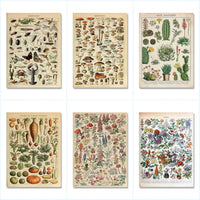 Vintage Adolphe Millot Encyclopedia Posters and Prints Botanical Mushrooms Herbs Flowers Insect Canvas Paintings Wall Art Decor - Buy online at  Vibe In Cart.