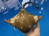 Remote Control Shark Toy Robots RC Animals Manta 2.4G Electric Sharks Children Kids Toys for Boys Swimming Pool Water Boat Ship - Buy online at  Vibe In Cart.