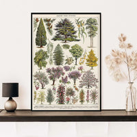 Vintage Adolphe Millot Encyclopedia Posters and Prints Botanical Mushrooms Herbs Flowers Insect Canvas Paintings Wall Art Decor - Buy online at  Vibe In Cart.