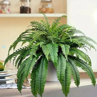 Realistic Boston Ferns 57cm/67cm Artificial Boston Fern Plants 38 Leaves UV Resistant Fake Ferns Greenery for Door Porch Decors - Buy online at  Vibe In Cart.