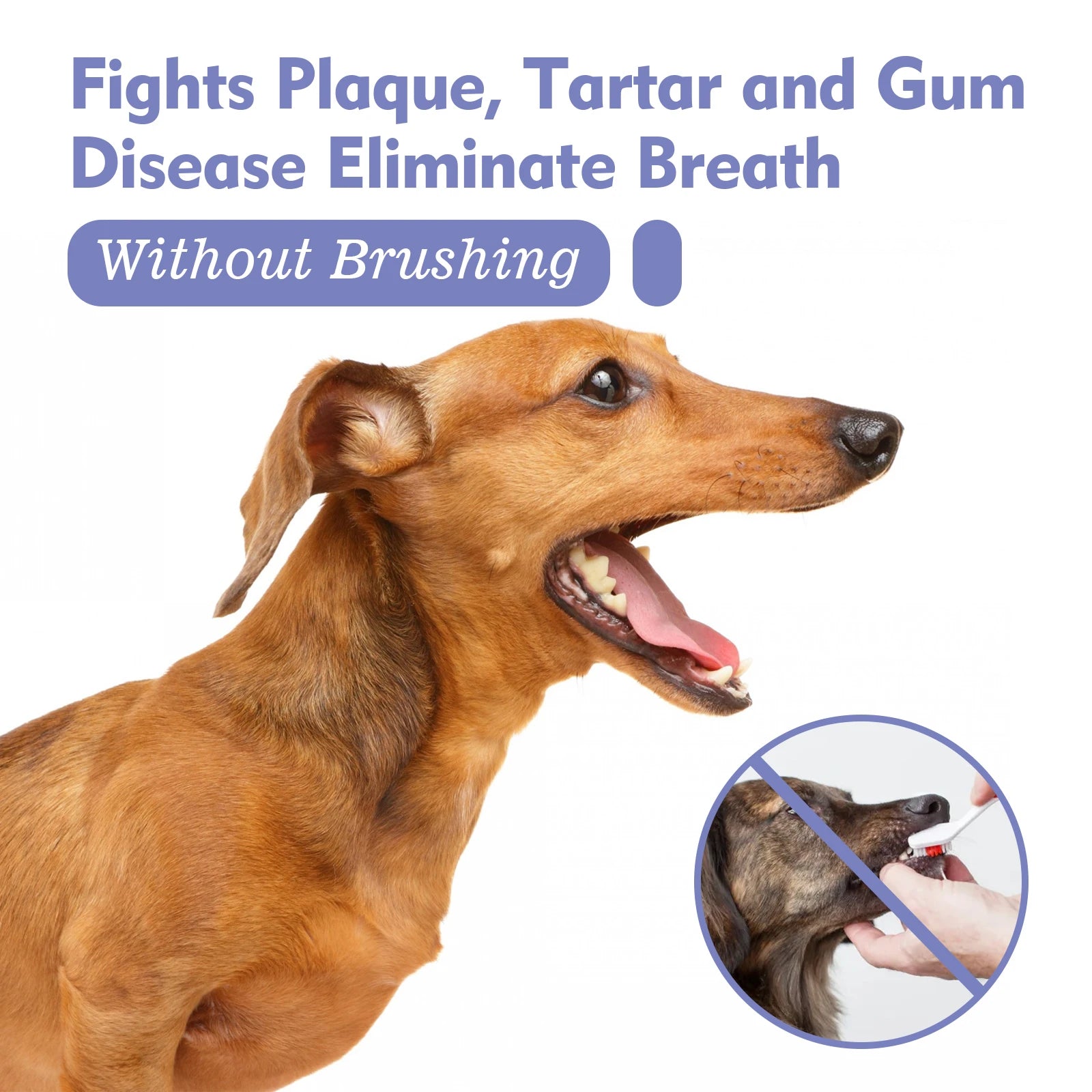 Pet Dental Spray for Dogs and Cats Freshen Breath Remove Plaque Tartar Oral Care Water Additive Easy Use 30ml No Brush Needed - Buy online at  Vibe In Cart.