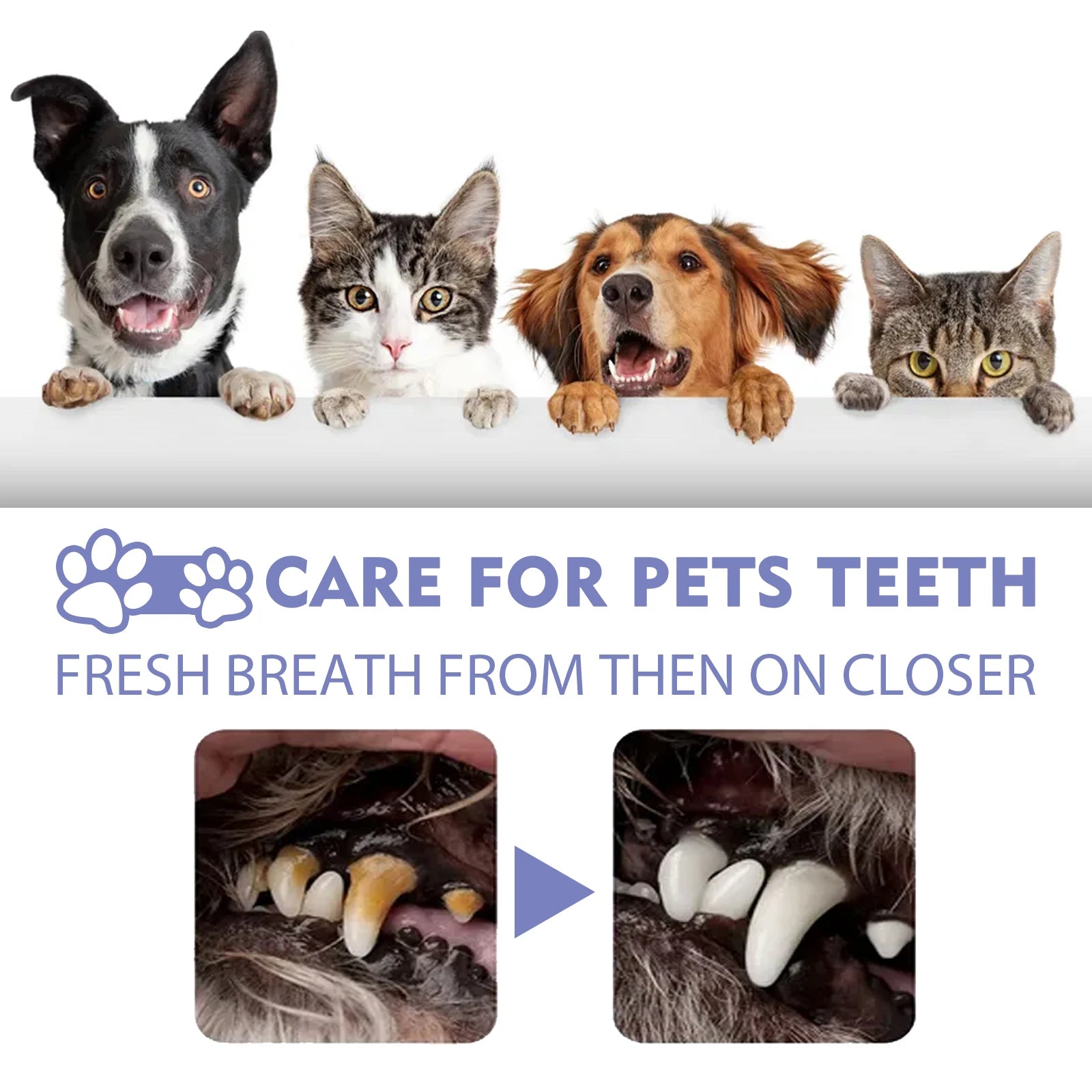Pet Dental Spray for Dogs and Cats Freshen Breath Remove Plaque Tartar Oral Care Water Additive Easy Use 30ml No Brush Needed - Buy online at  Vibe In Cart.