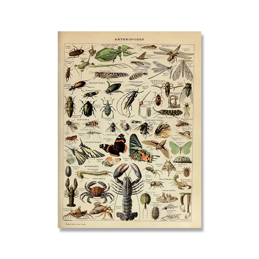 Vintage Adolphe Millot Encyclopedia Posters and Prints Botanical Mushrooms Herbs Flowers Insect Canvas Paintings Wall Art Decor - Buy online at  Vibe In Cart.