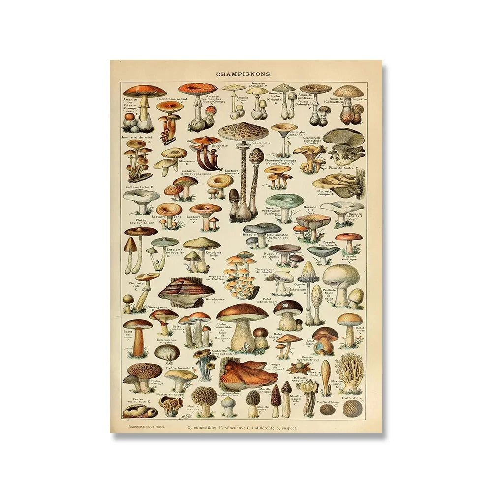 Vintage Adolphe Millot Encyclopedia Posters and Prints Botanical Mushrooms Herbs Flowers Insect Canvas Paintings Wall Art Decor - Buy online at  Vibe In Cart.