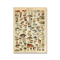 Vintage Adolphe Millot Encyclopedia Posters and Prints Botanical Mushrooms Herbs Flowers Insect Canvas Paintings Wall Art Decor - Buy online at  Vibe In Cart.