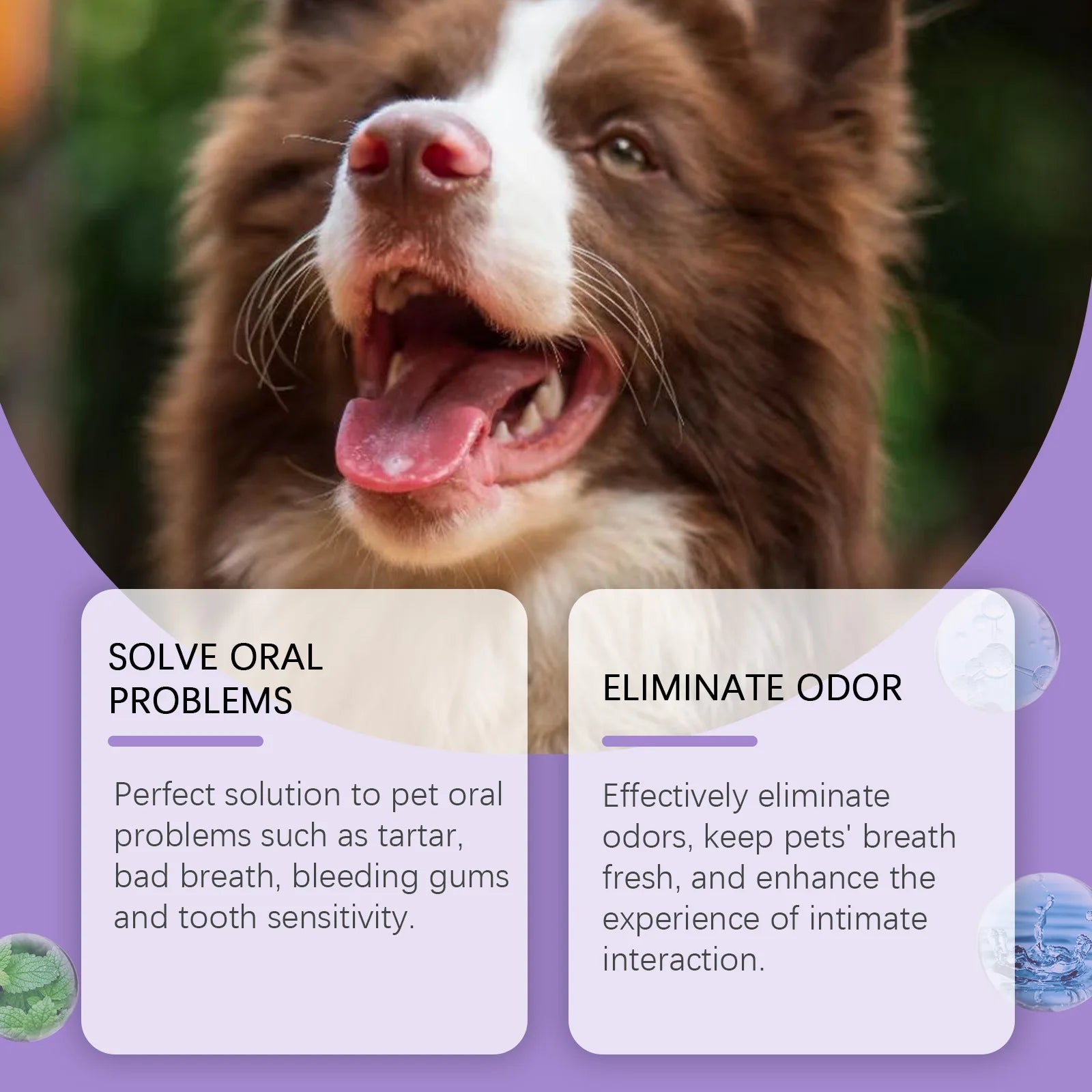 Pet Oral Cleaning Spray 50ml Dogs Cats Teeth Clean Deodorant Prevent Calculus Remove Kitten Bad Breath Mouth Fresh Pet Supplies - Buy online at  Vibe In Cart.