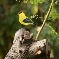 Simulated Electronic Singing Bird Toy with Motion and Sound Control